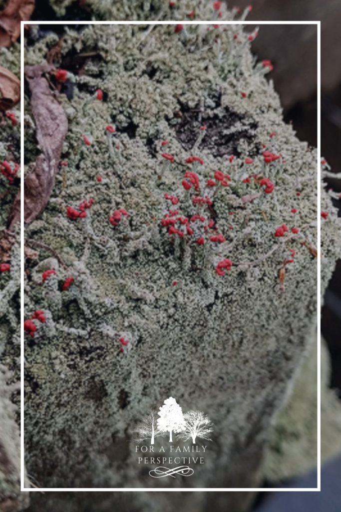 Curiosity reveals lichen growing on a post