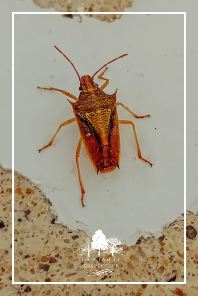 Curious close-up of a bug on concrete