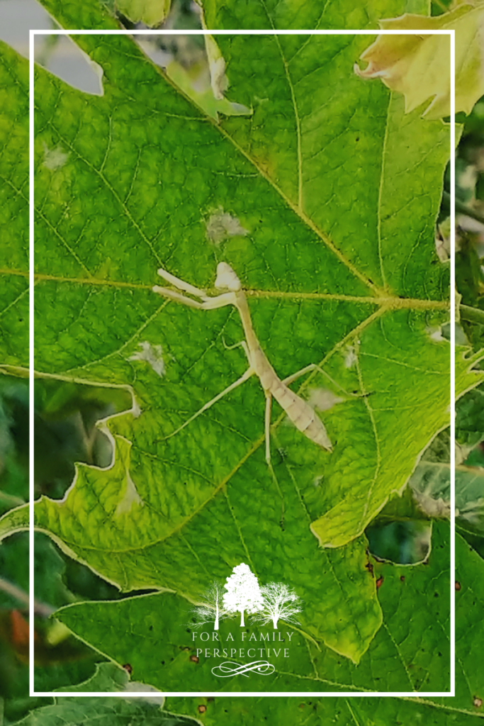 Discover a light green mantis on a green leaf