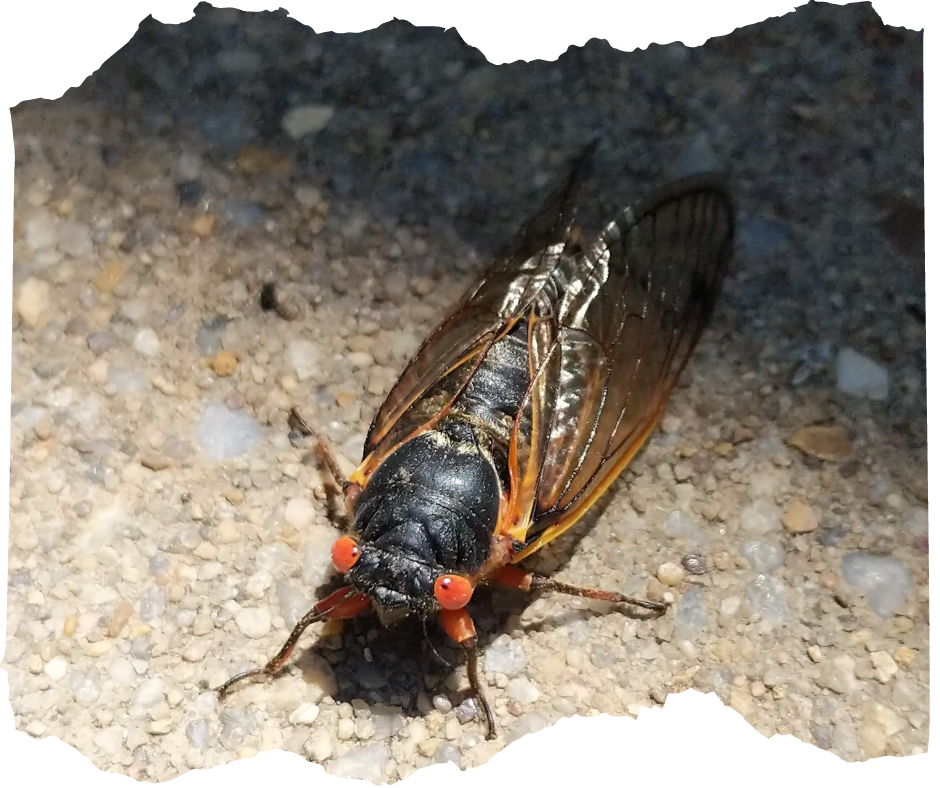 Adult cicada with wings walking on concrete