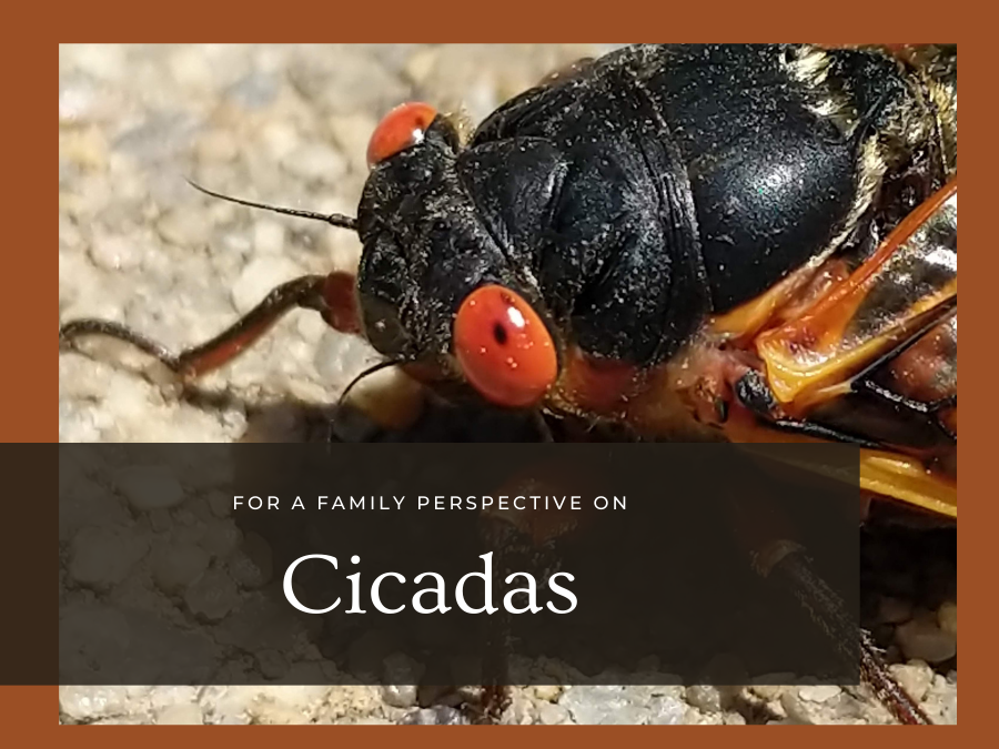 7 Must-Know Interesting Facts about Cicadas