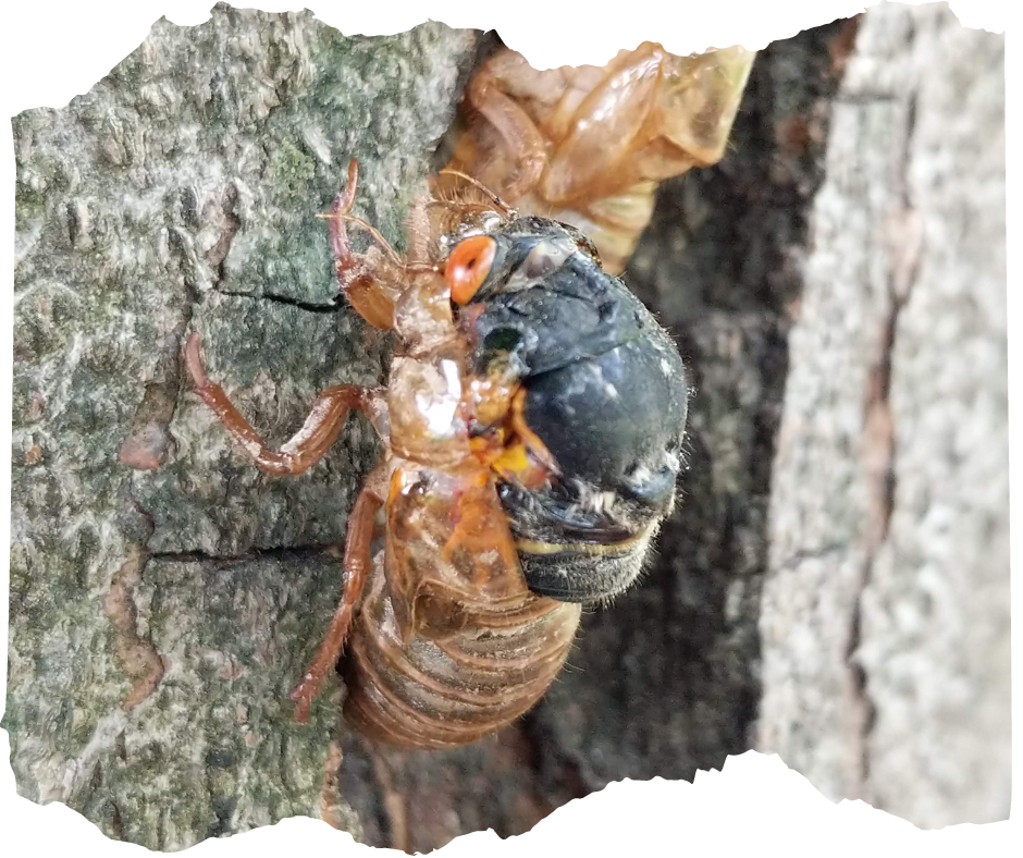 An adult cicada on a tree emerging from its hard outer skin