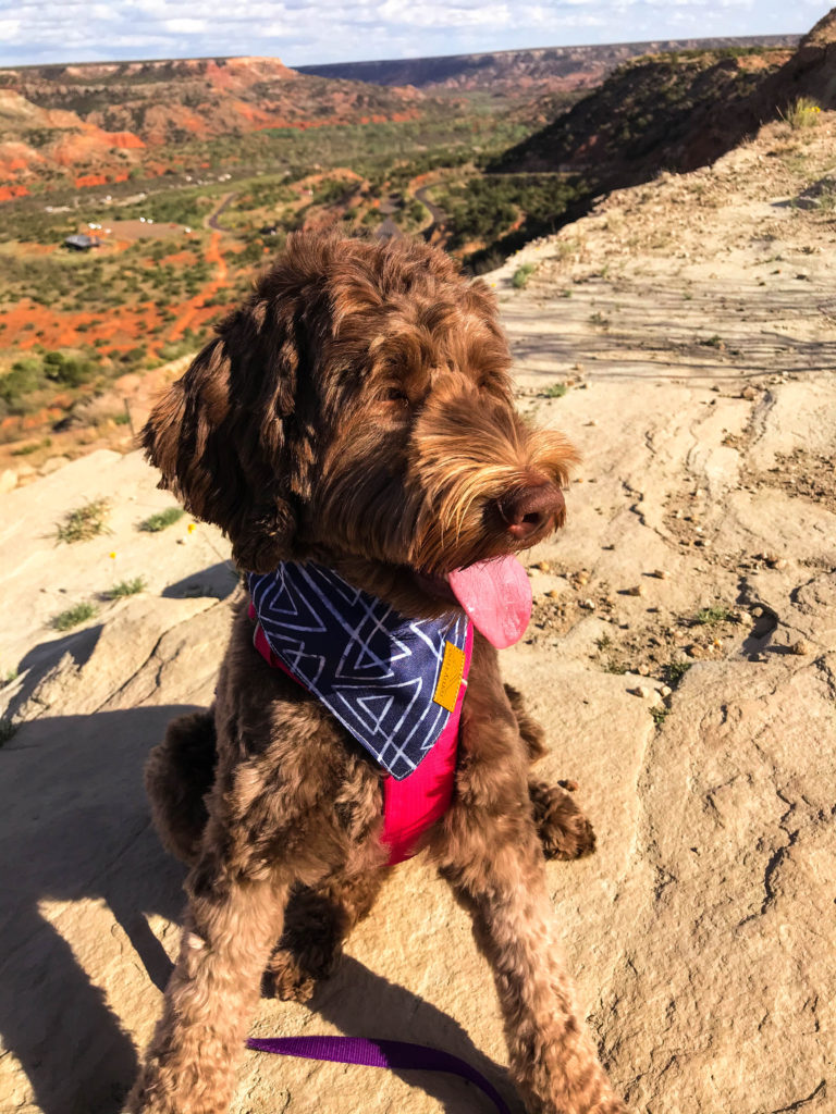 Dog Hiking CCC trail Palo Duro