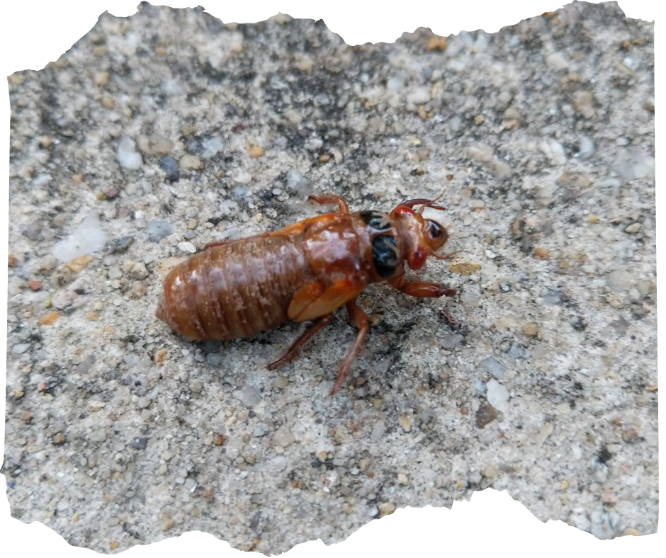 Interesting photo of a juvenile cicada walking on concrete 